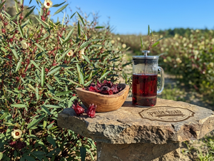 The Science Behind Hibiscus: What Research Says About This Ancient Botanical