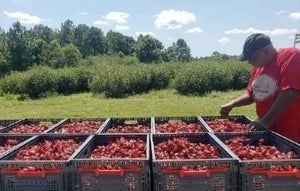 From Resilience to Innovation: The Story Behind Pride Road’s Hibiscus Journey